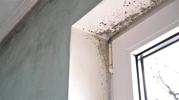 Best Certified Mold Removal  in Des Allemands, LA