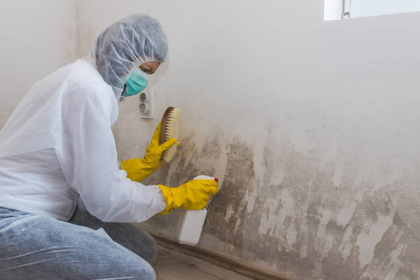 Best Mold Damage Repair  in Des Allemands, LA