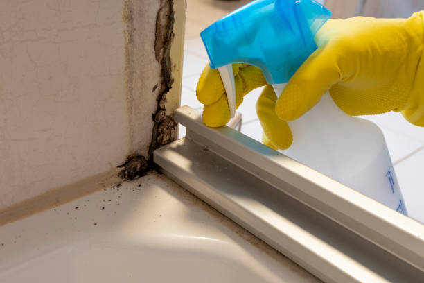 Best Local Mold Removal Service  in Des Allemands, LA