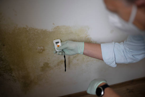 Best Attic Mold Removal  in Des Allemands, LA