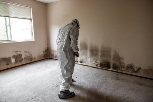 Best Toxic Mold Removal  in Des Allemands, LA